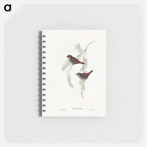 アートメモ帳-Fire-tailed Finch
 - ジョン グールド Memo.