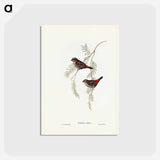 アートポストカード-Fire-tailed Finch
 - ジョン グールド Postcard.