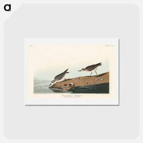 アートポストカード-Semipalmated Sandpiper
 - ジョン ジェームス オーデュボン Postcard.