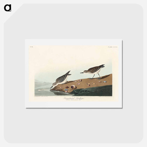 Semipalmated Sandpiper
 - ジョン ジェームス オーデュボン Postcard.