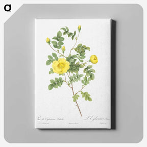 5-44_Pierre-Joseph-Redoute_canvas