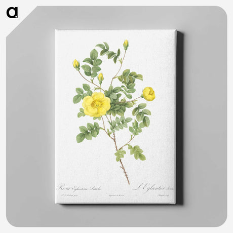 5-44_Pierre-Joseph-Redoute_canvas