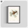 アートポスター-Streaked Honey-eater
 - オーストラリアの鳥 Poster.