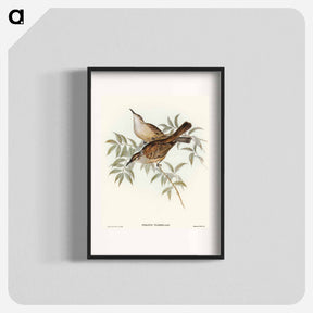 アートポスター-Streaked Honey-eater
 - オーストラリアの鳥 Poster.