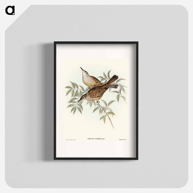 アートポスター-Streaked Honey-eater
 - オーストラリアの鳥 Poster.