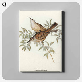 アートパネル-Streaked Honey-eater
 - オーストラリアの鳥 Canvas.