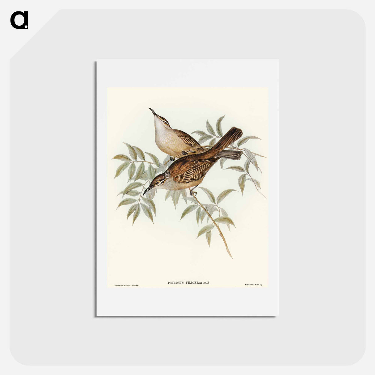 アートポストカード-Streaked Honey-eater
 - オーストラリアの鳥 Postcard.