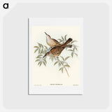 アートポストカード-Streaked Honey-eater
 - オーストラリアの鳥 Postcard.
