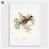 アートポスター-Streaked Honey-eater
 - オーストラリアの鳥 Poster.