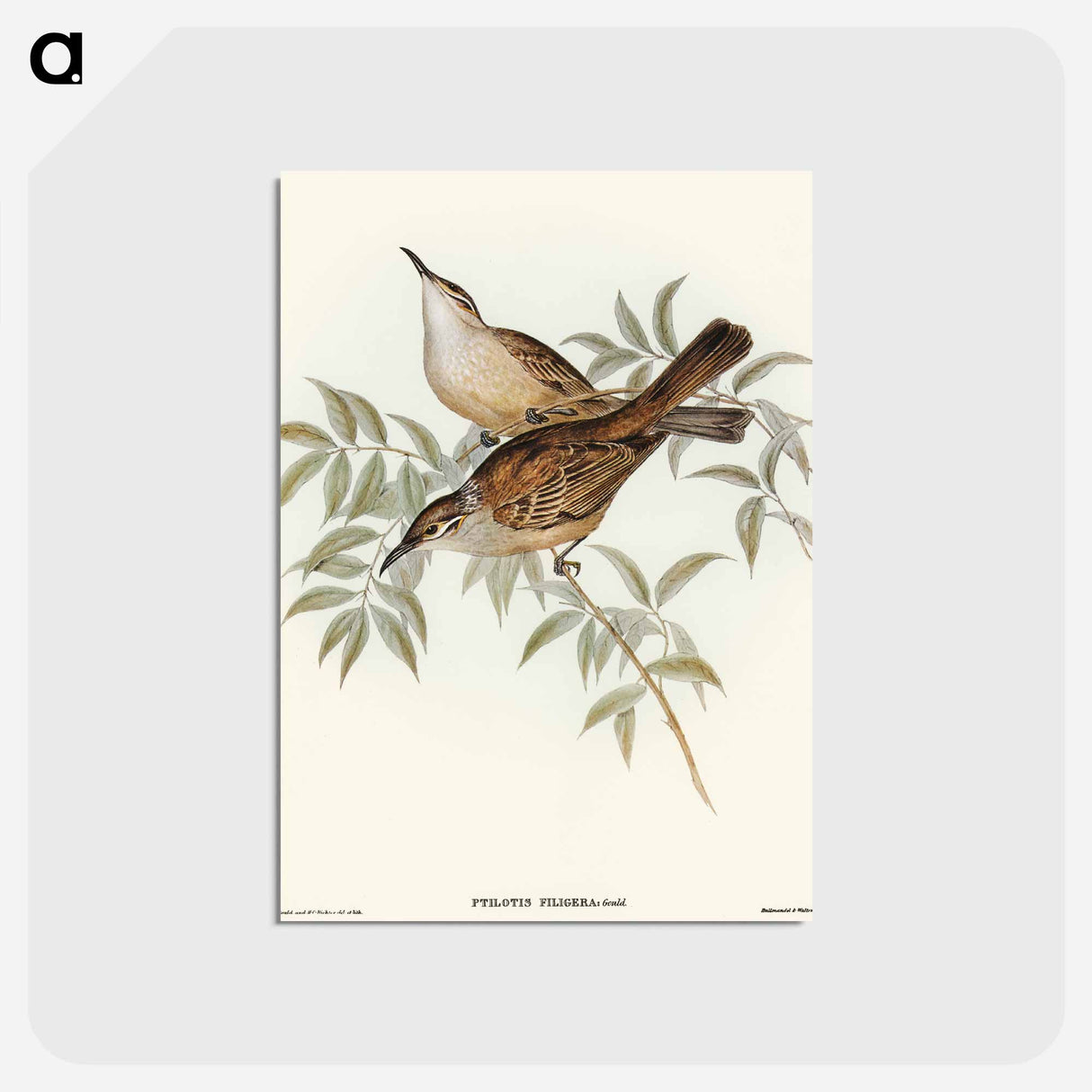 アートポストカード-Streaked Honey-eater
 - オーストラリアの鳥 Postcard.