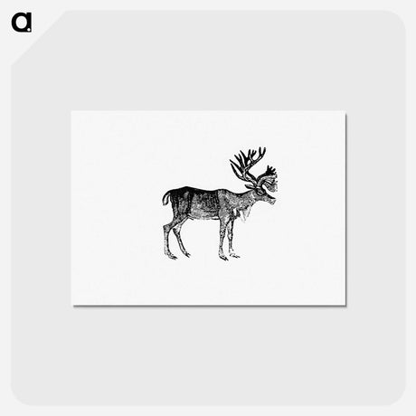 アートポストカード-Reindeer Illustration
 - 大英図書館 Postcard.