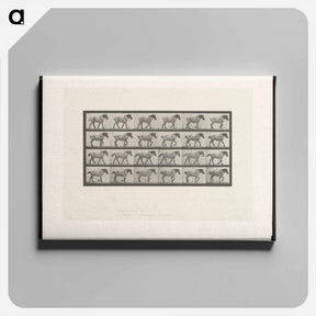 アートパネル-Walking Horse
 - エドワード マイブリッジ Canvas.