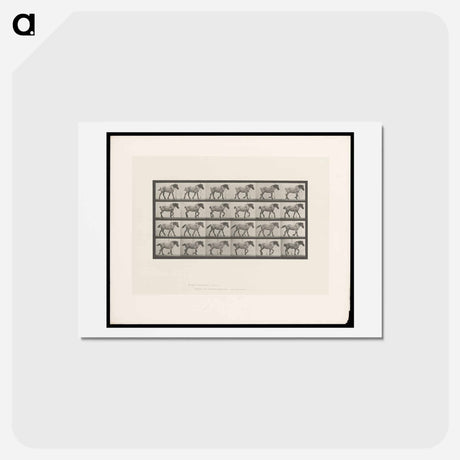 アートポストカード-Walking Horse
 - エドワード マイブリッジ Postcard.
