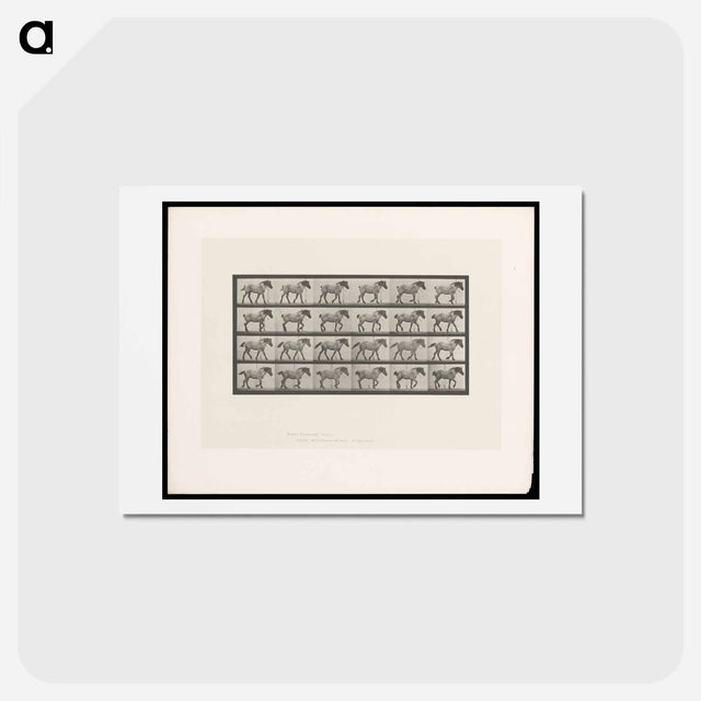 アートポストカード-Walking Horse
 - エドワード マイブリッジ Postcard.