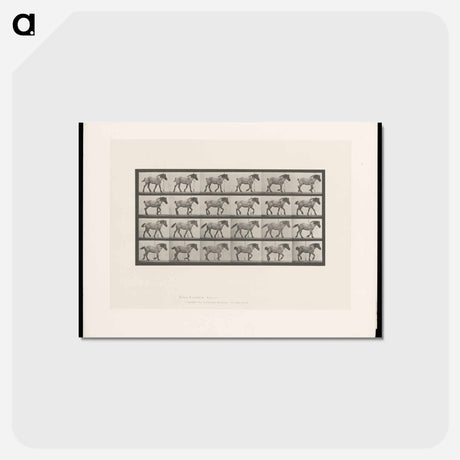 アートポストカード-Walking Horse
 - エドワード マイブリッジ Postcard.