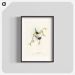 アートポスター-Black-backed Wren
 - ジョン グールド Poster.