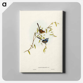 アートパネル-Black-backed Wren
 - ジョン グールド Canvas.