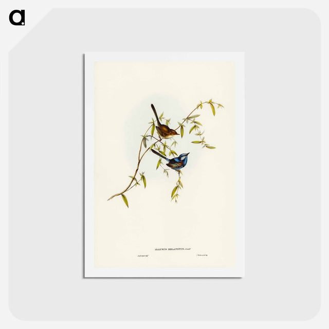 アートポストカード-Black-backed Wren
 - ジョン グールド Postcard.