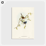 アートポストカード-Black-backed Wren
 - ジョン グールド Postcard.