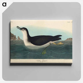 アートパネル-Manks Shearwater
 - ジョン ジェームス オーデュボン Canvas.
