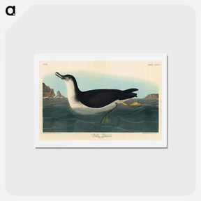 アートポストカード-Manks Shearwater
 - ジョン ジェームス オーデュボン Postcard.