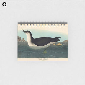アートメモ帳-Manks Shearwater
 - ジョン ジェームス オーデュボン Memo.
