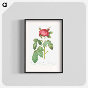 アートポスター-Gallic Rose - ピエール ジョゼフ ルドゥーテ Poster.