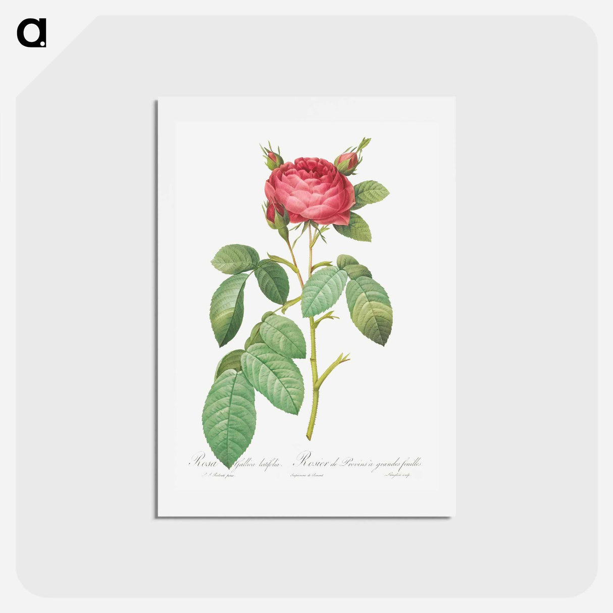 アートポストカード-Gallic Rose - ピエール ジョゼフ ルドゥーテ Postcard.