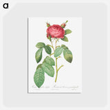 アートポストカード-Gallic Rose - ピエール ジョゼフ ルドゥーテ Postcard.