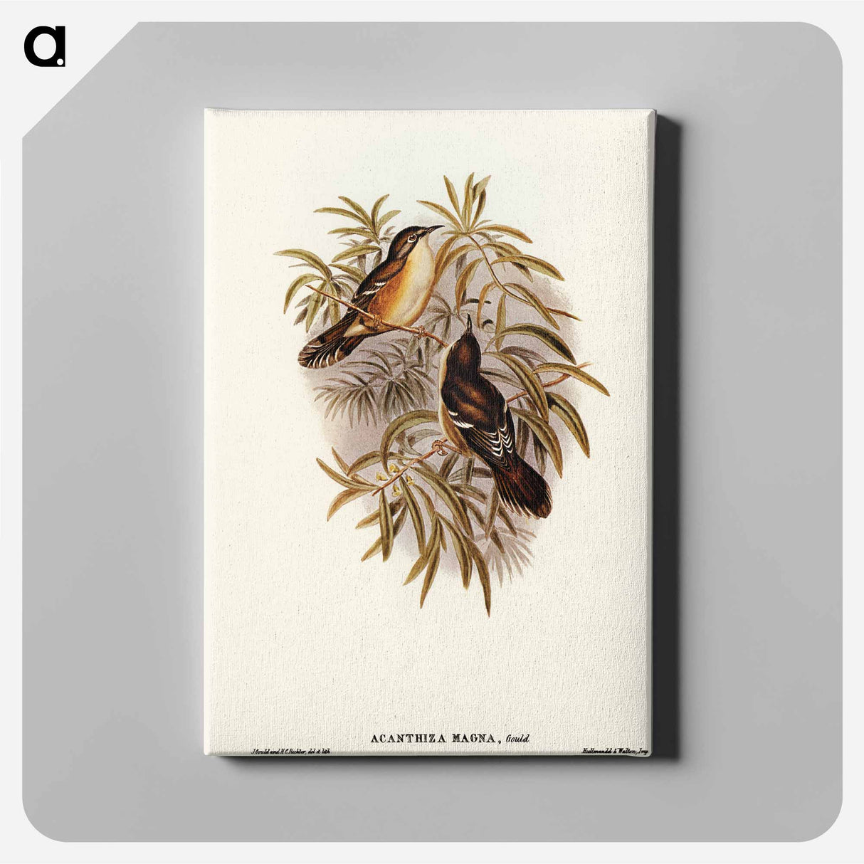 Great Acanthiza
 - オーストラリアの鳥 Canvas.