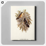 Great Acanthiza
 - オーストラリアの鳥 Canvas.