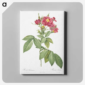 5-46_Pierre-Joseph-Redoute_canvas