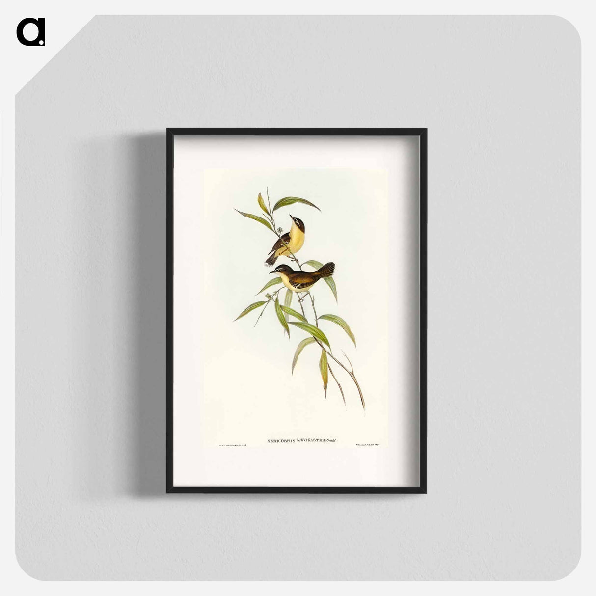 アートポスター-Buff-breasted Scrubwren
 - オーストラリアの鳥 Poster.