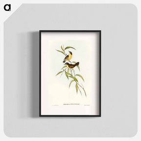 アートポスター-Buff-breasted Scrubwren
 - オーストラリアの鳥 Poster.