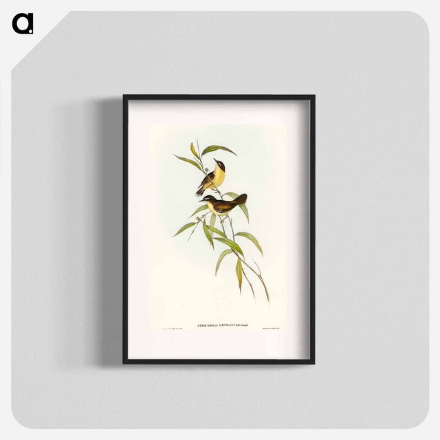 アートポスター-Buff-breasted Scrubwren
 - オーストラリアの鳥 Poster.