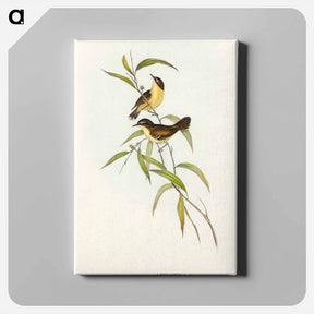 アートパネル-Buff-breasted Scrubwren
 - オーストラリアの鳥 Canvas.