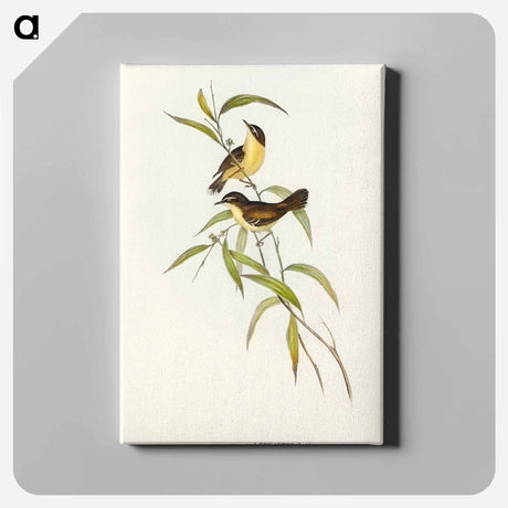 アートパネル-Buff-breasted Scrubwren
 - オーストラリアの鳥 Canvas.