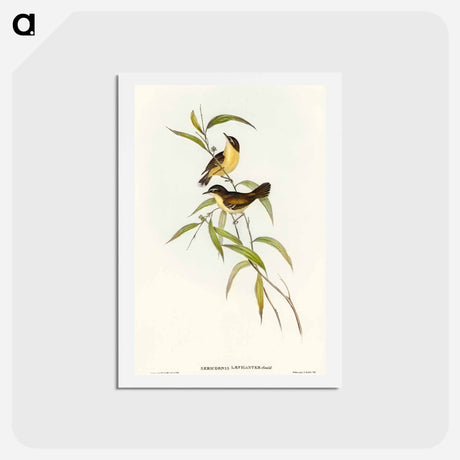 アートポストカード-Buff-breasted Scrubwren
 - オーストラリアの鳥 Postcard.