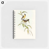 アートメモ帳-Buff-breasted Scrubwren
 - オーストラリアの鳥 Memo.