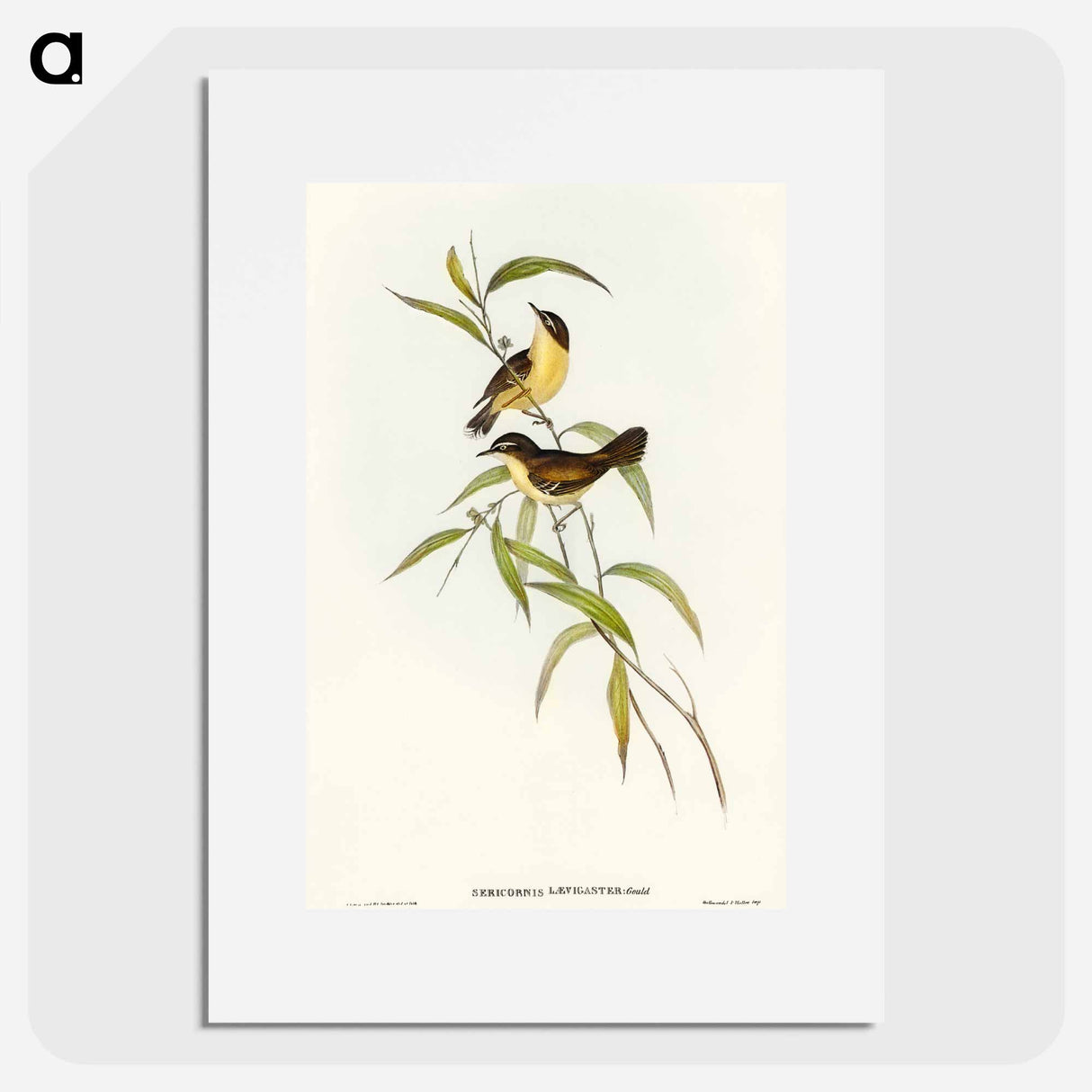 Buff-breasted Scrubwren
 - オーストラリアの鳥 Poster.