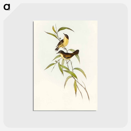 アートポストカード-Buff-breasted Scrubwren
 - オーストラリアの鳥 Postcard.