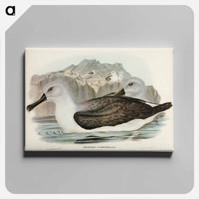 アートパネル-Culminated Albatros
 - ジョン グールド Canvas.