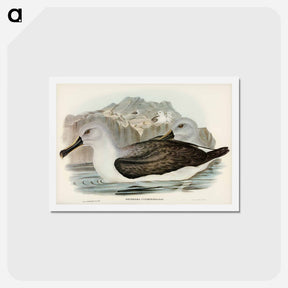 アートポストカード-Culminated Albatros
 - ジョン グールド Postcard.