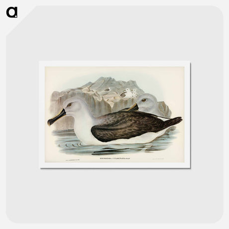 アートポストカード-Culminated Albatros
 - ジョン グールド Postcard.