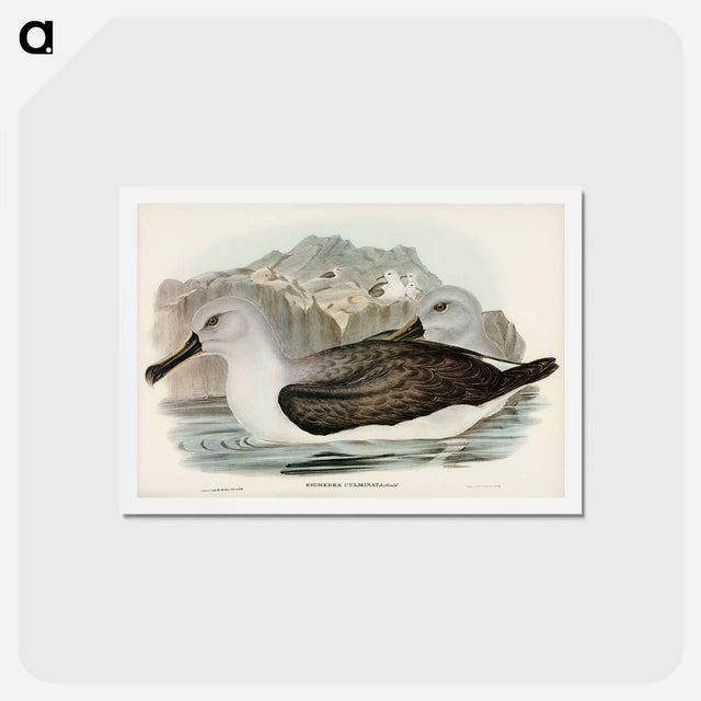 アートポストカード-Culminated Albatros
 - ジョン グールド Postcard.
