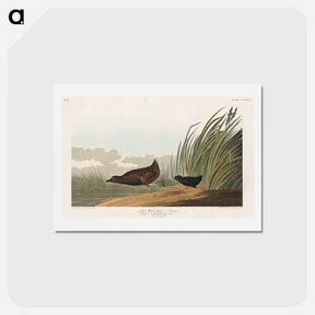 アートポストカード-Least Water-hen
 - ジョン ジェームス オーデュボン Postcard.