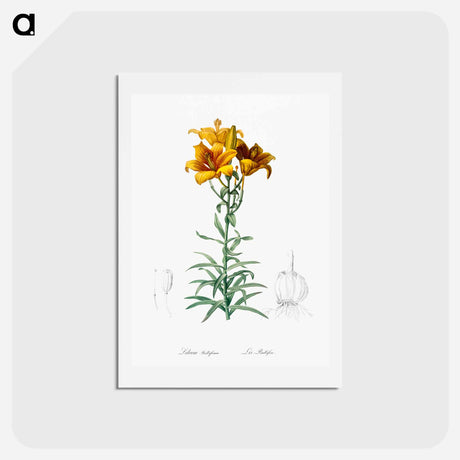 アートポストカード-Fire lily illustration - ピエール ジョゼフ ルドゥーテ Postcard.