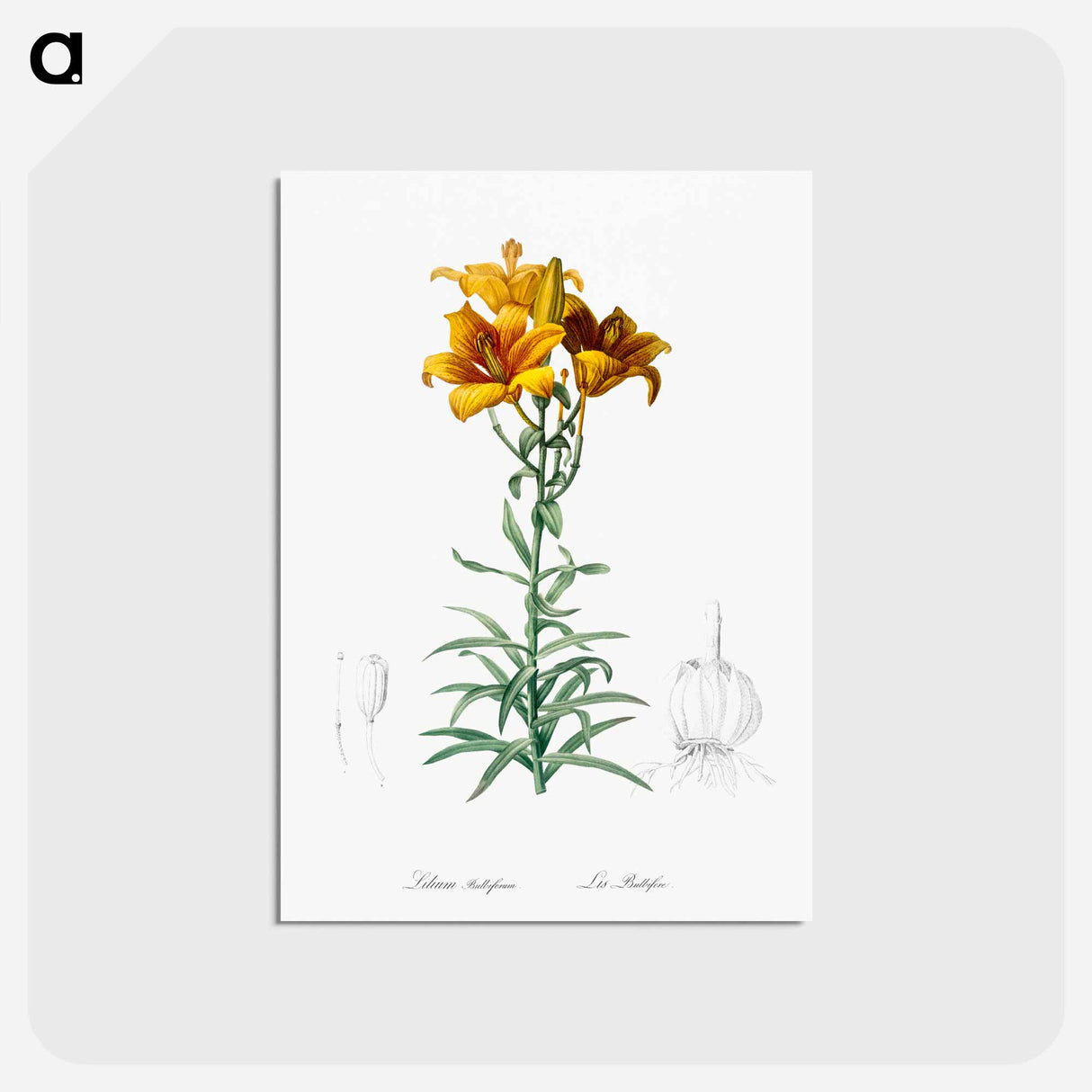 アートポストカード-Fire lily illustration - ピエール ジョゼフ ルドゥーテ Postcard.