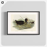 Dusky Moorhen
 - オーストラリアの鳥 Poster.