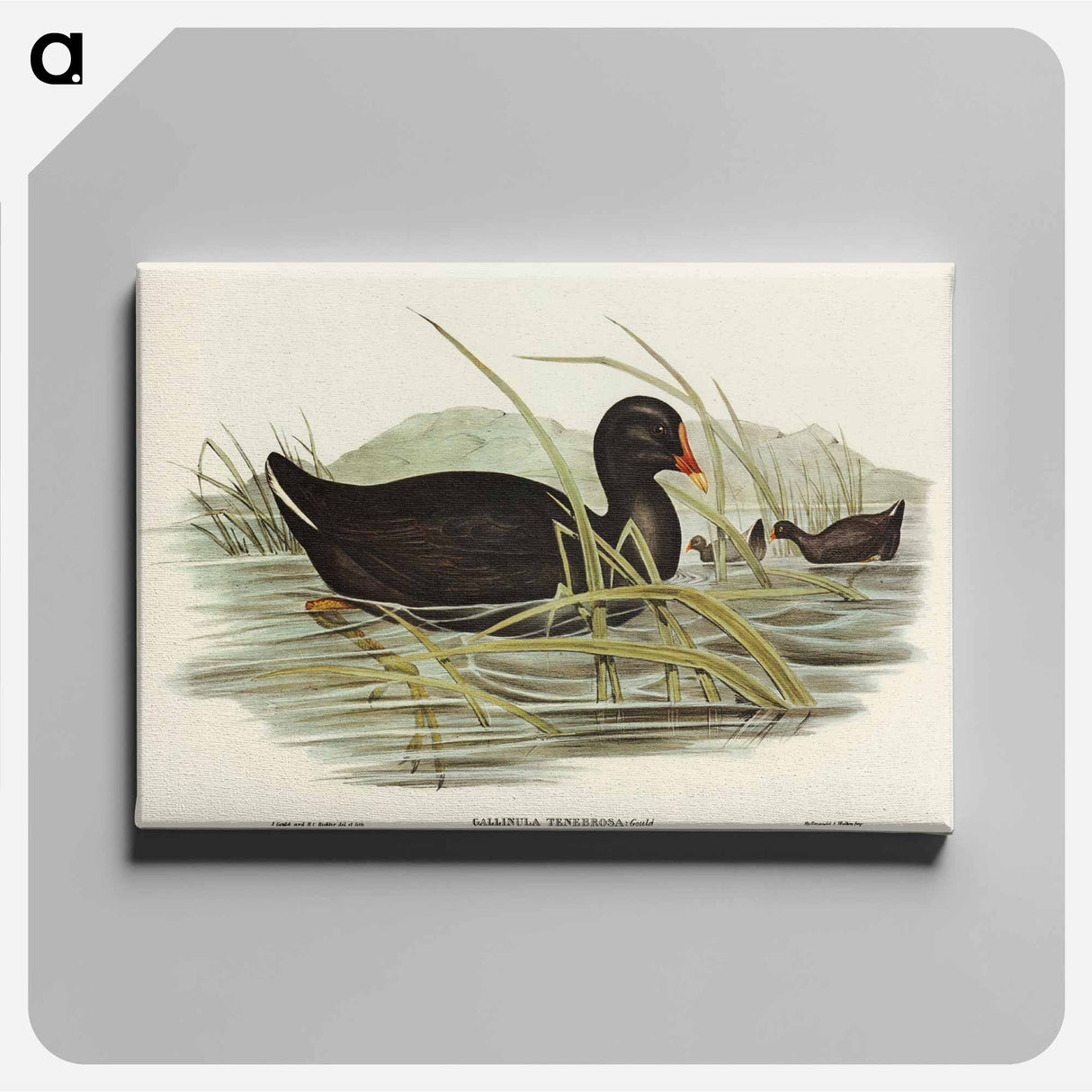アートパネル-Dusky Moorhen
 - オーストラリアの鳥 Canvas.